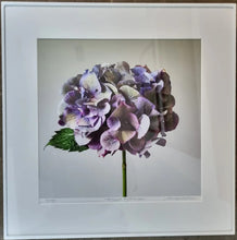 Load image into Gallery viewer, Floral Photographic Print - Antique Hydrangea
