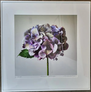 Floral Photographic Print - Antique Hydrangea