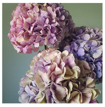 Load image into Gallery viewer, Floral Photographic Print - Hydrangea Trio
