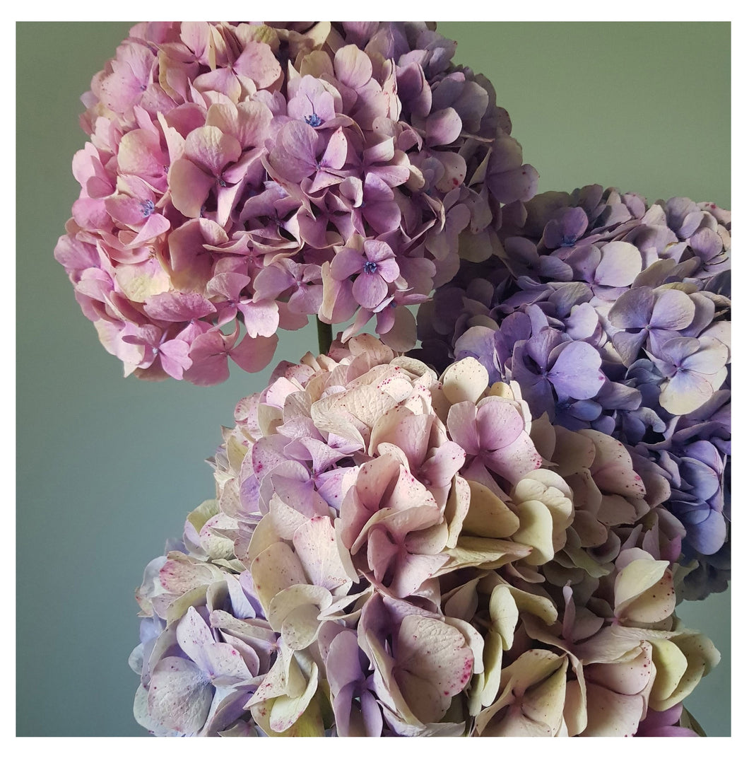 Floral Photographic Print - Hydrangea Trio