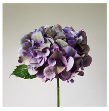 Load image into Gallery viewer, Floral Photographic Print - Antique Hydrangea
