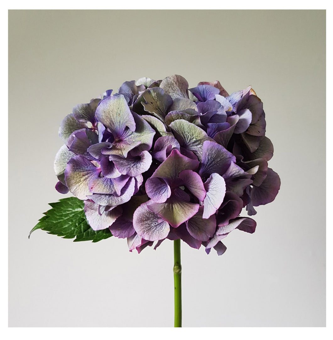 Floral Photographic Print - Antique Hydrangea