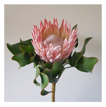 Load image into Gallery viewer, Floral Photographic Print - King of Kings Protea
