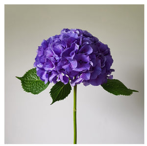 Floral Photographic Print - Purple Hydrangea