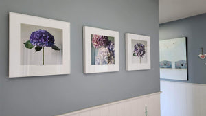 Floral Photographic Print - Hydrangea Trio