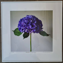 Load image into Gallery viewer, Floral Photographic Print - Purple Hydrangea
