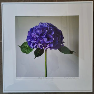 Floral Photographic Print - Purple Hydrangea